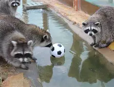 九游娱乐-三湘黑豹队对阵西城鲸鲨队,赛艇公开赛读秒绝平,门将神扑救主——中场绞杀压制对手(湖南第十一届省运会赛艇视频全部)